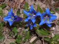 Gentiana dinarica